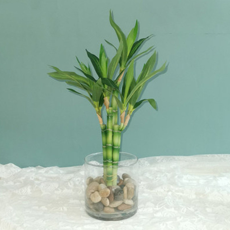 Aquarium Marine Plants - 新しい 40 センチメートル rFtificial 幸運の竹多肉植物偽植物花グリーン鉢植え庭屋外ダイニングテーブル水槽家の装飾