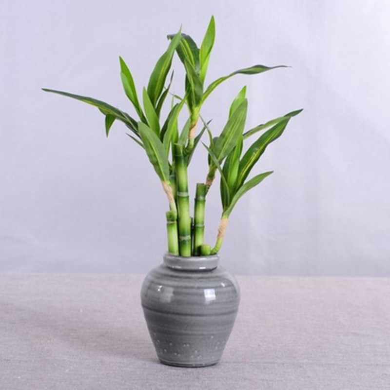 新しい 40 センチメートル rFtificial 幸運の竹 - Aquarium Marine Plants のレビューと価格