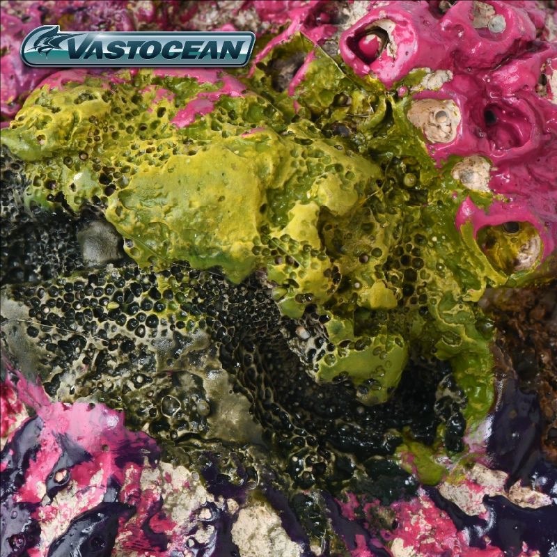 ヴァストオーシャン 海水水槽用洞窟-サンゴ礁に安全な隠れ家  - Marine Aquarium Hermit Crab のレビューと価格