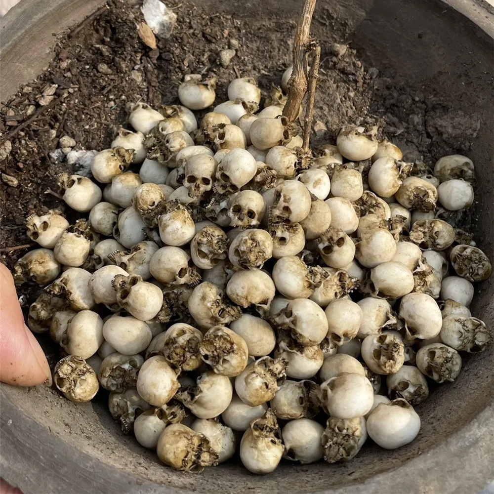 ミニチュアハロウィーン装飾モデル,ミニ頭蓋骨,ドールハウス, - Aquarium Marine Plants のレビューと価格